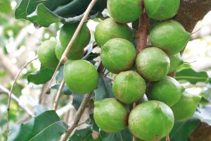 fresh-nuts-2