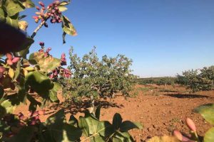 fresh-nuts-herkunft