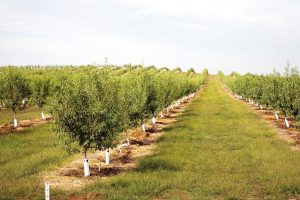 fresh-nuts-historie